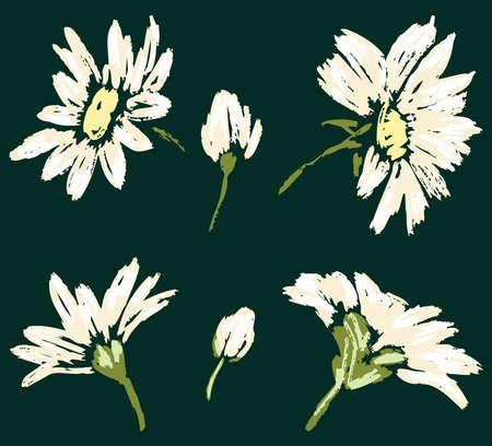 Vector image of sketches white chamomiles headsのイラスト素材