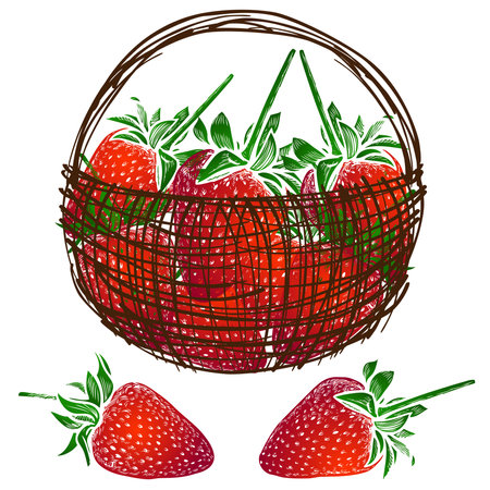 Vector image of red juicy ripe strawberries in basketのイラスト素材