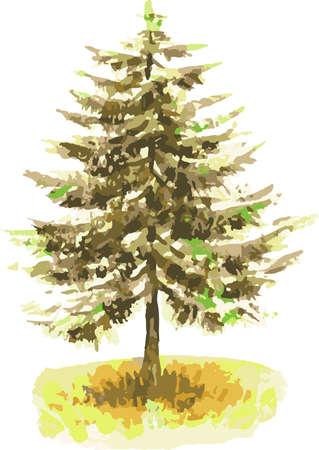 Vector watercolor illustration of fir tree in autumnのイラスト素材