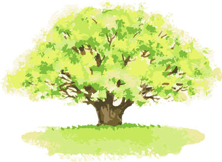 Vector watercolor image of old oak tree in summerのイラスト素材