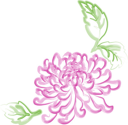 Watercolor outline drawing of pink chrysanthemum flower with green leavesのイラスト素材