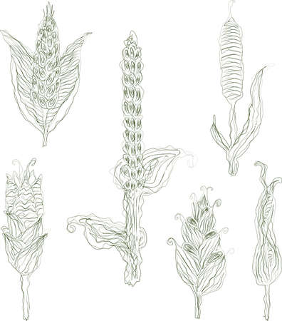Vector outline doodle drawings of various decorative ears of cornのイラスト素材