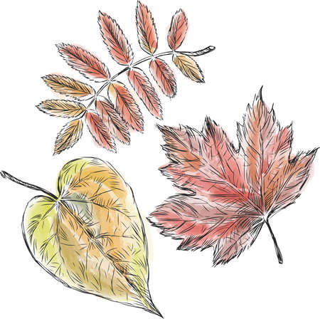 Sketches of various autumn trees leaves painted with watercolorのイラスト素材