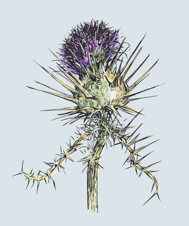 Freehand drawing with watercolor paints of wild thistle flower with thornsのイラスト素材
