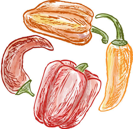 Vector contour drawings of various peppers for cooking painted with watercolorのイラスト素材