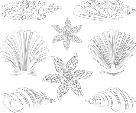 Vector contour drawing of set various decorative sea shellsのイラスト素材