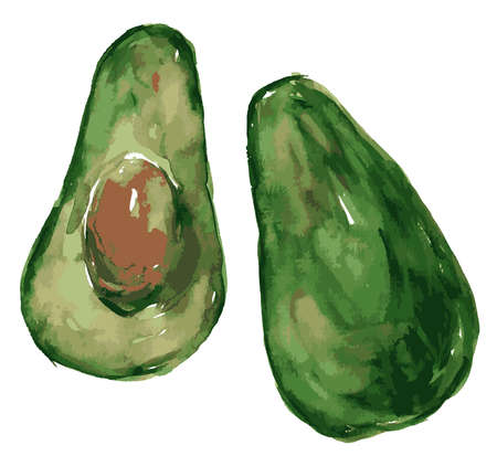Vector watercolor drawing of ripe avocado fruitのイラスト素材