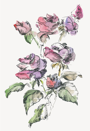 Watercolor and ink drawing of bouquet delicate roses with budsのイラスト素材