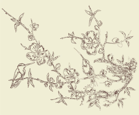 Contour drawing of two hummingbirds on branch blossoming cherry treeのイラスト素材