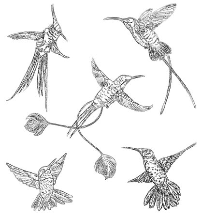 Contour drawings of various flying hummingbirdsの写真素材