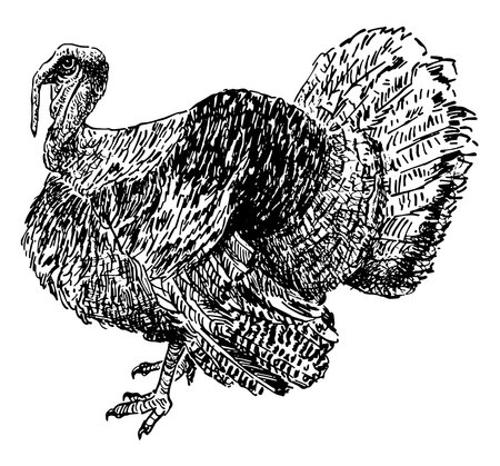 Hand drawing of big domestic turkey birdのイラスト素材