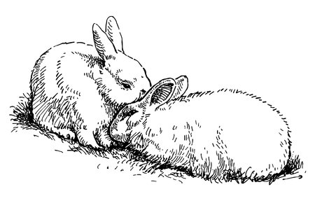 Sketch of pair cute loving fluffy white rabbits sitting in grassのイラスト素材