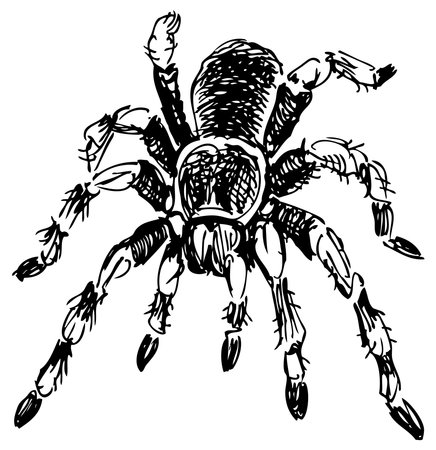 Freeand drawing of poisonous spider, black and white vector illustration isolated on whiteのイラスト素材