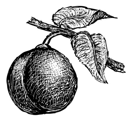 Sketch of single ripe plum fruit on branch with leaves, vector hand drawing isolated on whiteのイラスト素材