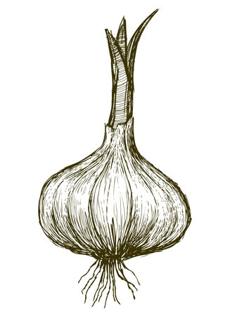 Hand drawing of sprouted garlic with roots, vector illustration isolated on whiteのイラスト素材