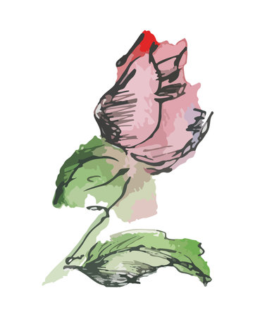 Watercolor and ink drawing of pink delicate rose flower bud, vector illustration isolated on whiteのイラスト素材