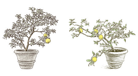 Lemon trees flower pot ripe citrus fruits garden hand drawn vector illustration isolated on whiteのイラスト素材