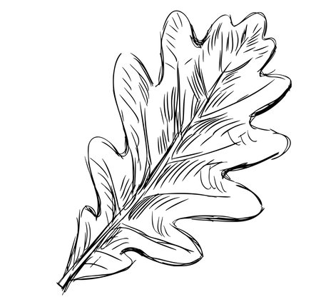 Oak tree leaf,single,doodle, sketch, outline,hand drawn vector illustration isolated on whiteのイラスト素材