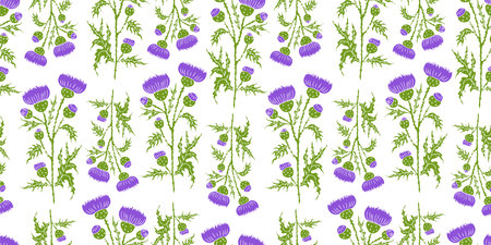 Thistle, wildflower, purple, seamless pattern, vector illustration, background, paper, textile, wallpaperのイラスト素材