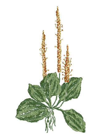Hand drawing of plantain flower, medicinal plant, vector botanical illustration isolated on whiteのイラスト素材
