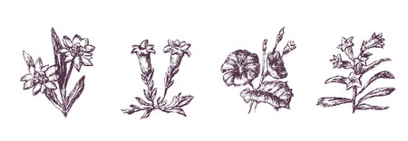 Sketches of various wildflowers, pansy, daisy, violet, hand drawn vector illustrationのイラスト素材