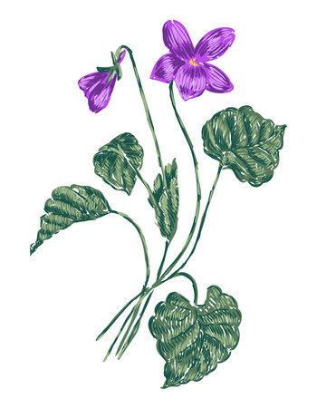 Sketch of single delicate spring wildflower, violet, daisy, vector hand drawn illustration isolated on whiteのイラスト素材