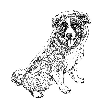 Sketch of one cute sitting border collie puppy, purebred dog, realistic hand drawn vector illustrationのイラスト素材