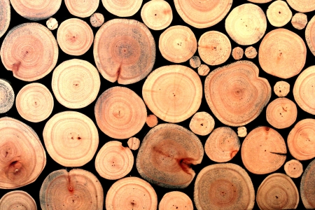 Wood Cross Sectionの写真素材