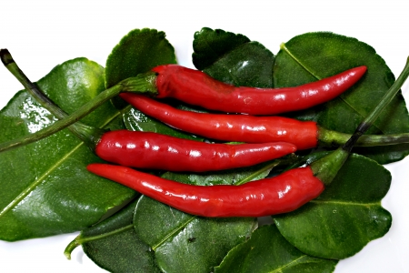 Chili 02の写真素材