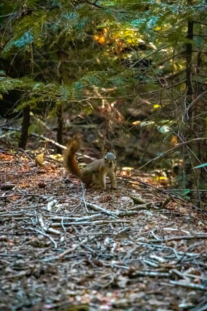 Evil Squirrel Assumes The Attack Position In Baxter State Parkの写真素材