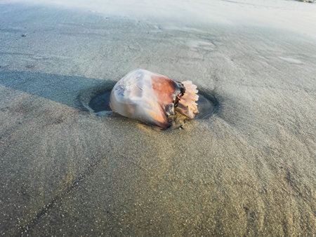 Jellyfish on the beach in the morning, Phuket, Thailandの写真素材