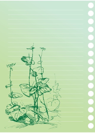 sketch of burdock plant in artist`s notebookのイラスト素材