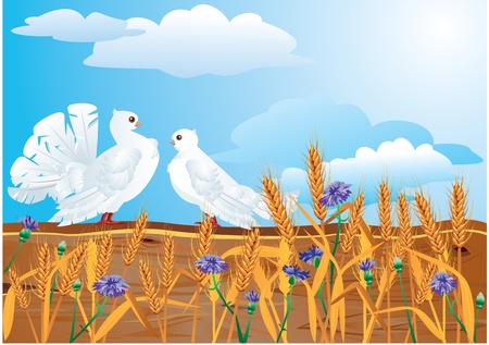 Couple of white pigeons with beautiful summer wild flowers and earsCouple of white pigeons with beautiful summer wild flowers and earsのイラスト素材