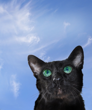 Black Cat Head Isolated Against A Blue Skyの写真素材