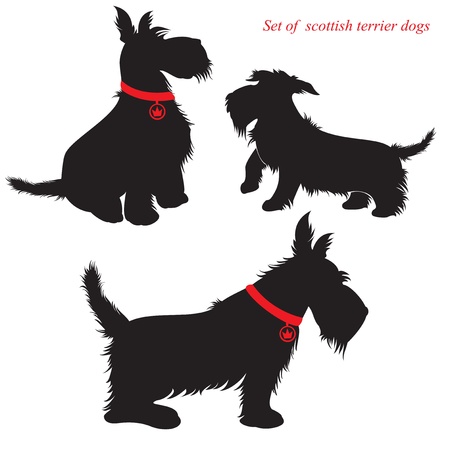 Set of of scottish terrier dogs silhouettesのイラスト素材