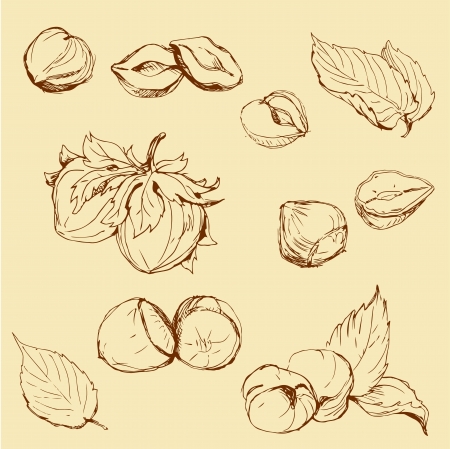 Set of highly detailed hand drawn hazelnutsのイラスト素材