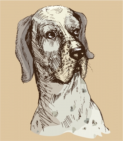 Dalmatian head - hand drawn illustration -sketch in vintage styleのイラスト素材