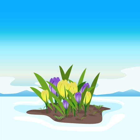 Yellow and purple crocuses in the snow against the blue sky. The first spring flowers bloom from the snow. Beautiful spring elements background. Vector square illustrationのイラスト素材