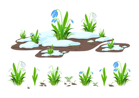 Vector set of white and blue snowdrops, small grass and a composition of snowdrops and melting snow.のイラスト素材