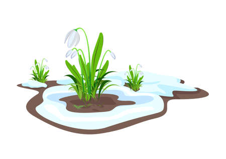 Composition of white snowdrops, fine grass and melting snow. hello spring. Vector illustration isolated on white background.のイラスト素材