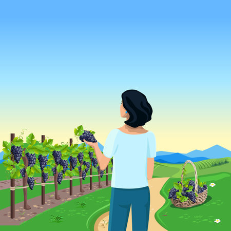 Beautiful woman picking bunches of grapes in a basket in a vineyard. view from the back. Grape harvest and winemaking. vector illustration.のイラスト素材