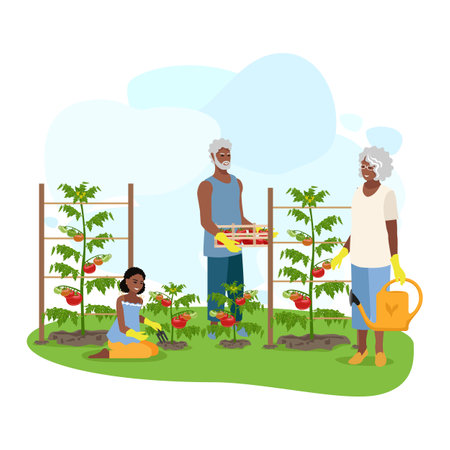 People grow tomatoes in their garden. Farmers picking ripe tomatoes. Organic gardening and food. Healthy lifestyle. Vector illustration.のイラスト素材