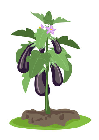 An eggplant bush with ripe fruits on it. Growing vegetables. Organic gardening and food. Vegetarianism and healthy eating. Vector illustration isolated on white background.のイラスト素材