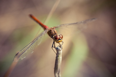 Dragonflyの写真素材
