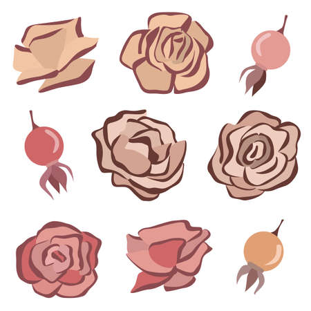 Rosehip and roses vector set. Collection of wild rose flowers and berries. Autumn fall atmosphere. Flat design. Vector elements isolated on white background.のイラスト素材