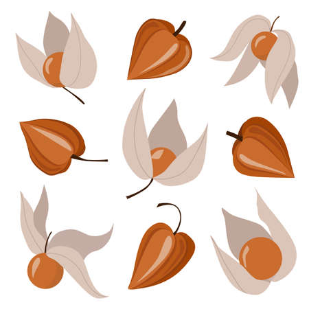 Set of physalis peruviana berries. Cape gooseberry. Winter cherry. Flat design. Vector illustration isolated on white background.のイラスト素材