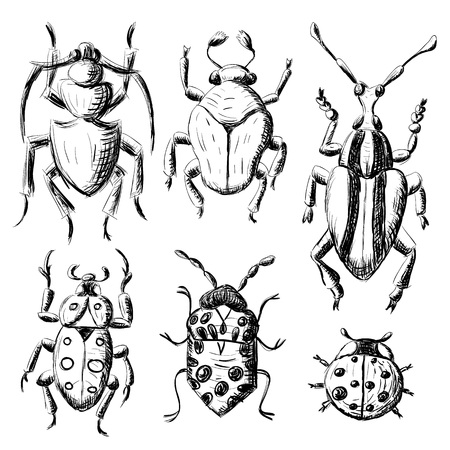 Hand drawn sketch beetles set (4 of 4). Art collection insects for prints or design. Isolated on whiteのイラスト素材