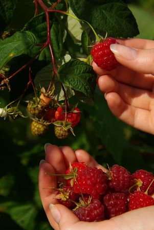 Raspberry の写真素材