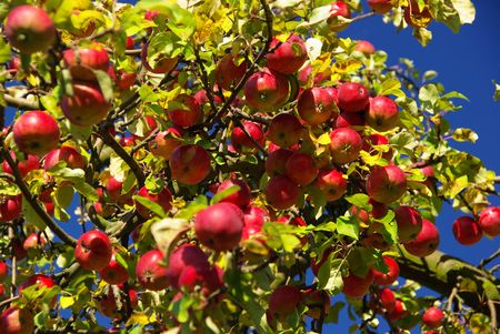 apple tree