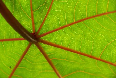 castor oil plant 